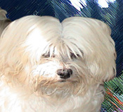 http://www.socialtampa.com/havanese/truffles/images/truffles_havanese.jpg